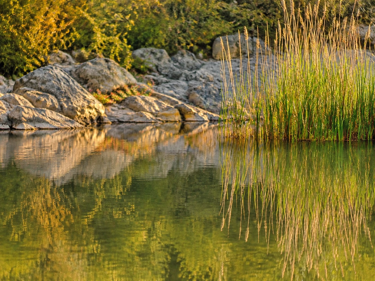 Tall reeds and rocks reflected in still water at golden hour — the quiet of listening