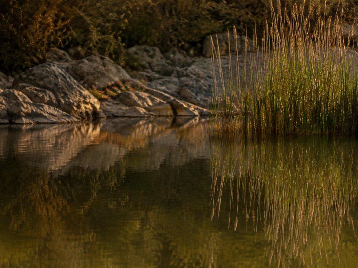 Tall reeds and rocks reflected in still water at golden hour — the quiet of listening